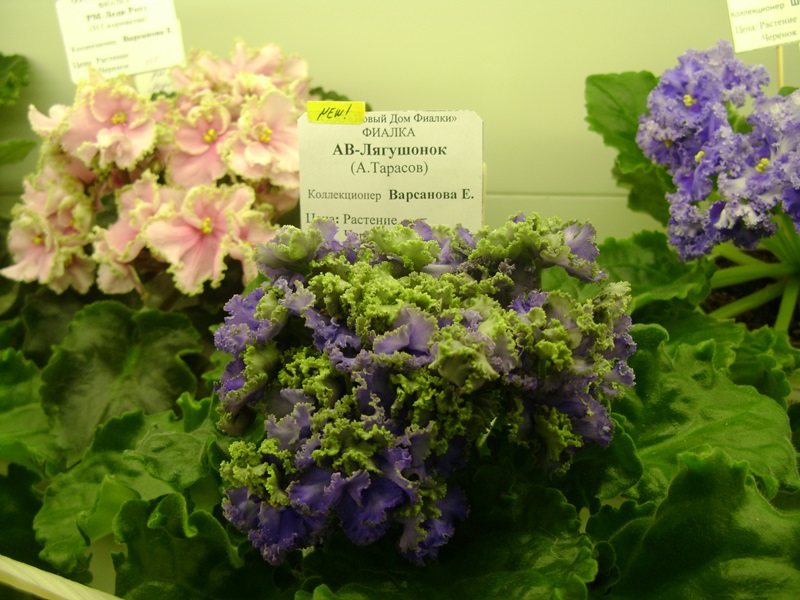 DSC02850.JPG