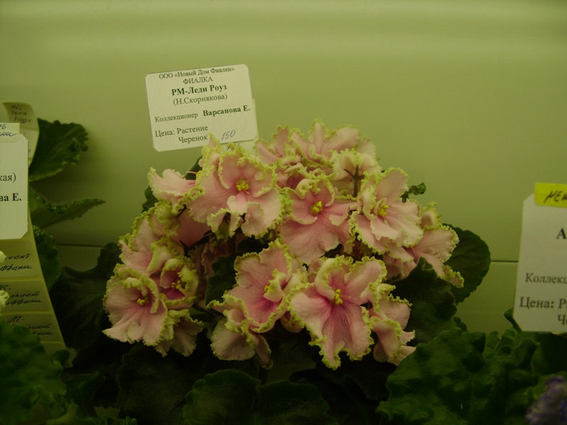 DSC02852.JPG