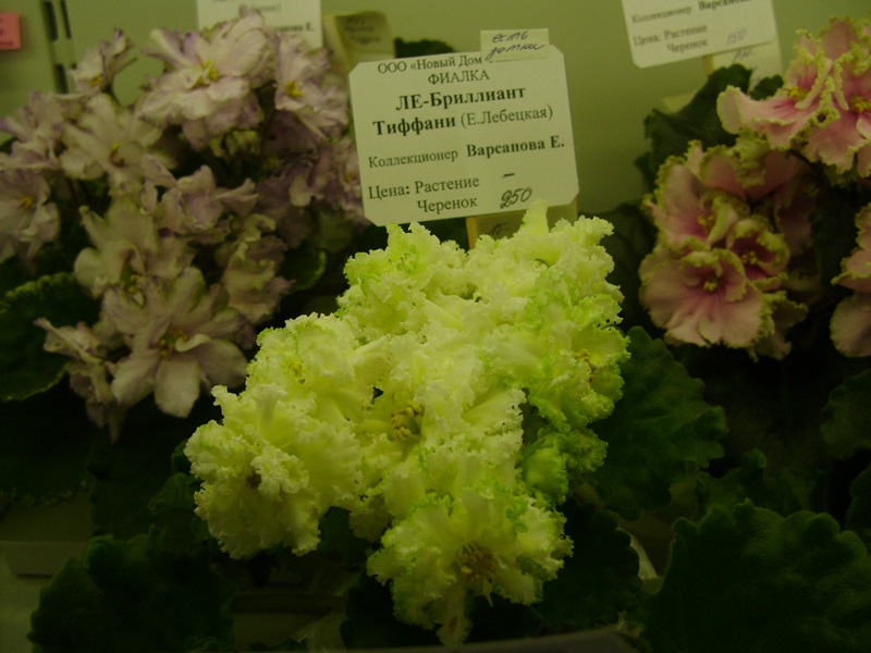 DSC02853.JPG