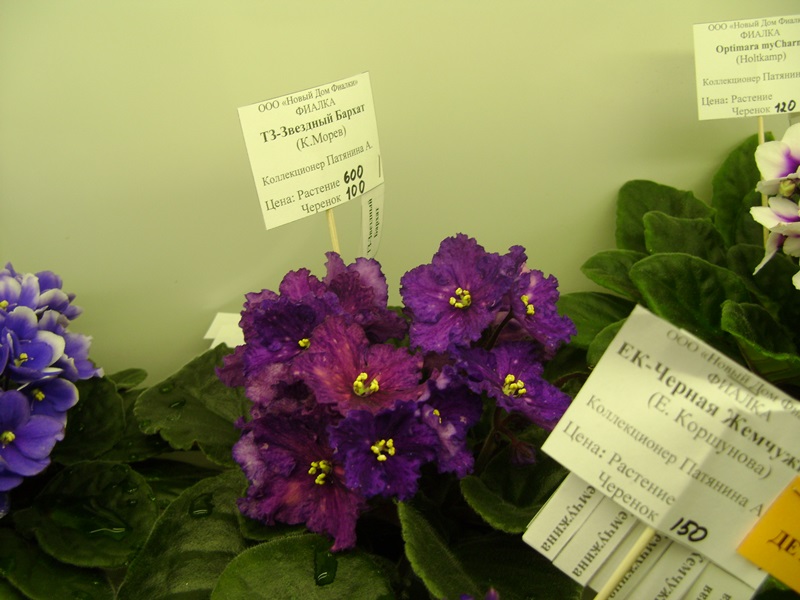 DSC02863.JPG
