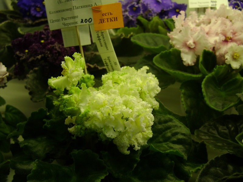 DSC02865.JPG