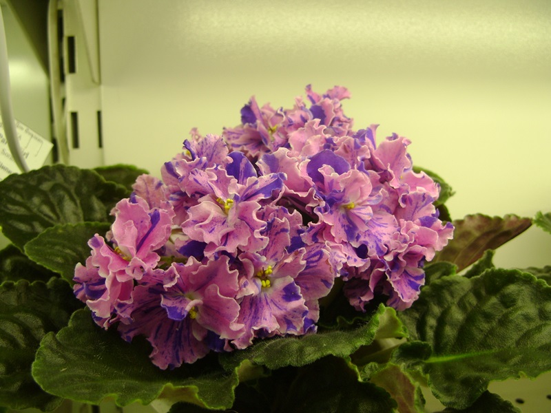 DSC02875.JPG