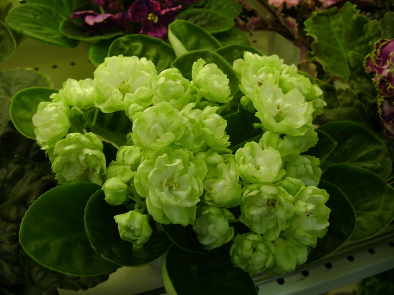 DSC02876.JPG