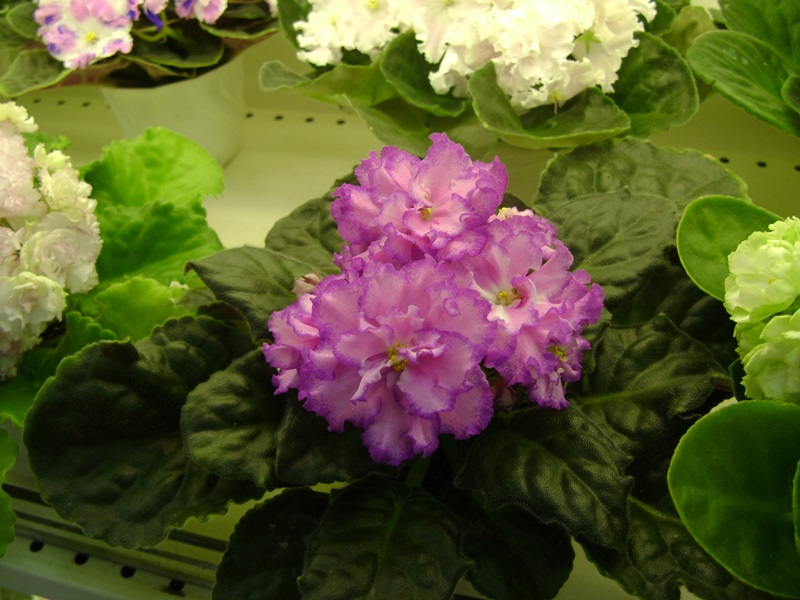 DSC02877.JPG