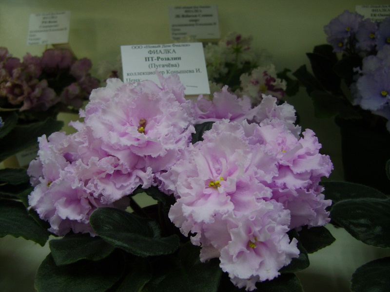 DSC02878.JPG