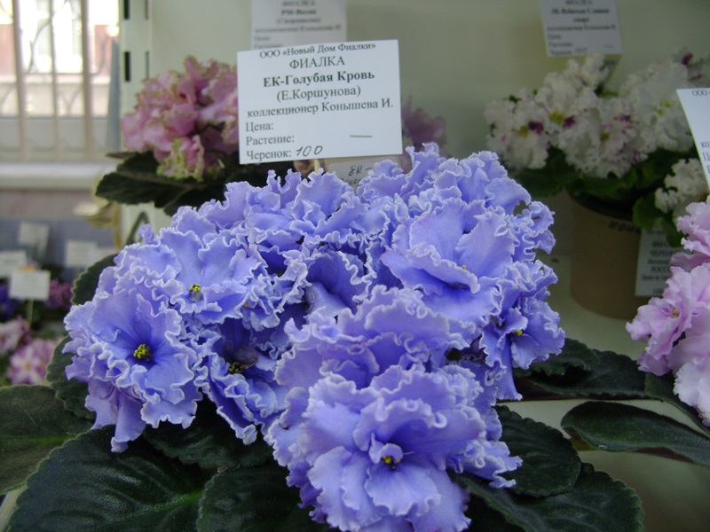 DSC02879.JPG