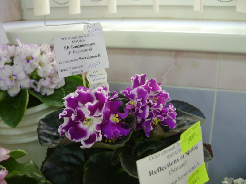 DSC02885.JPG