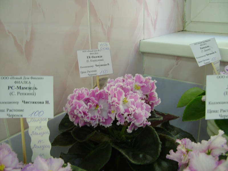 DSC02884.JPG