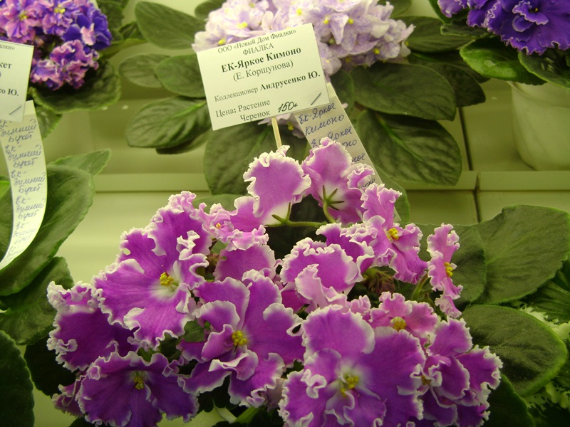 DSC02887.JPG