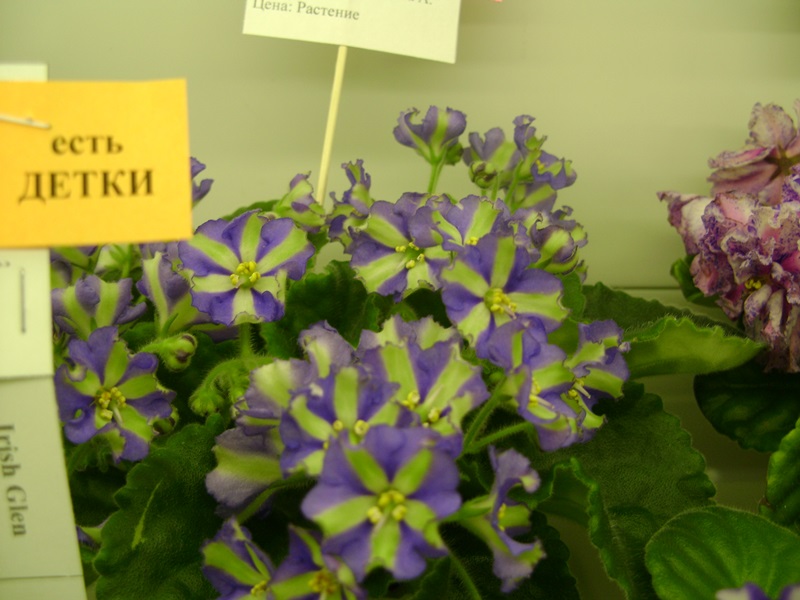 DSC02869.JPG
