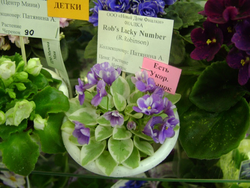 DSC02860.JPG