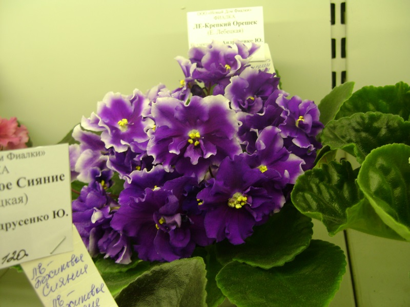 DSC02890.JPG