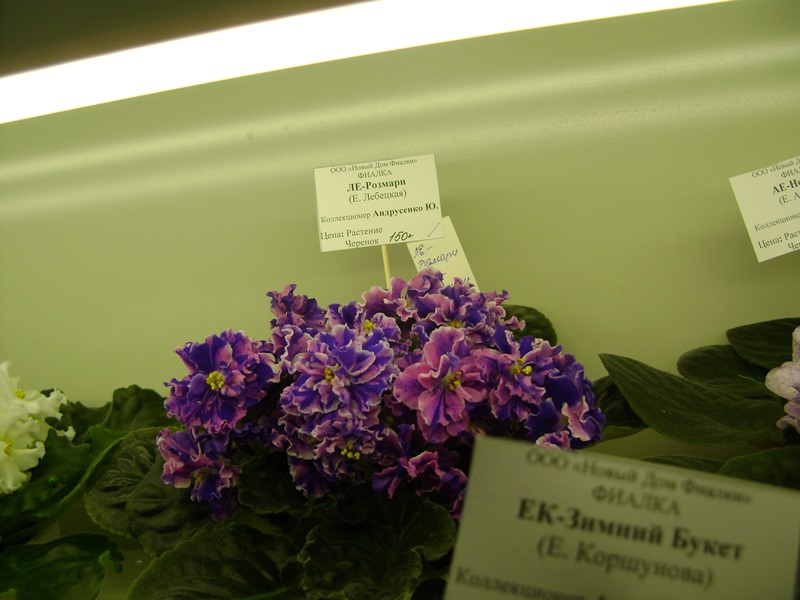DSC02891.JPG