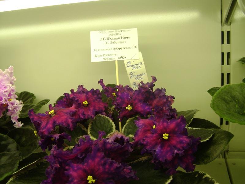 DSC02892.JPG