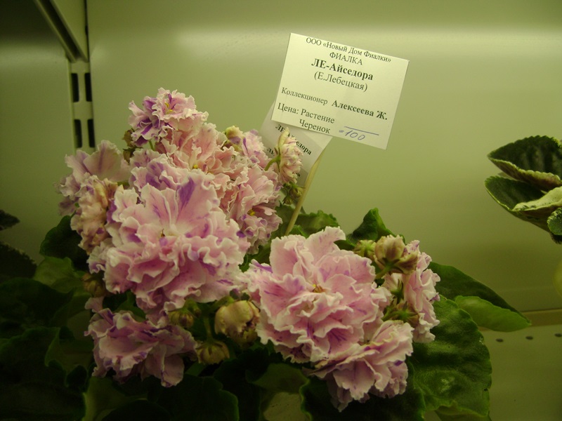 DSC02903.JPG