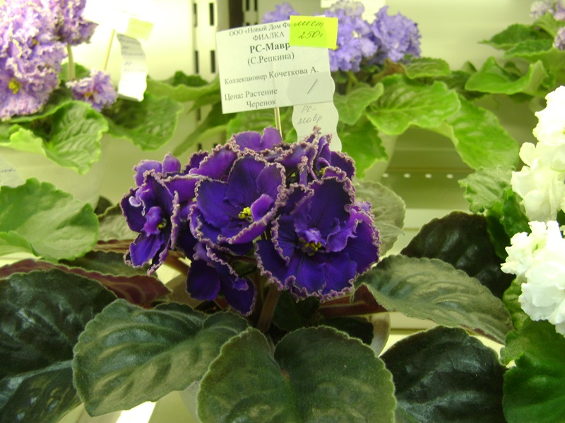 DSC02904.JPG
