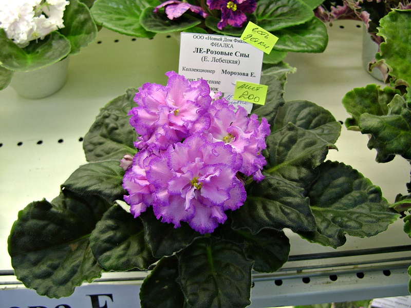DSC02905.JPG