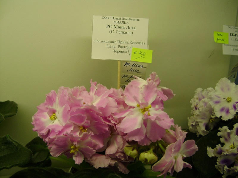 DSC02912.JPG