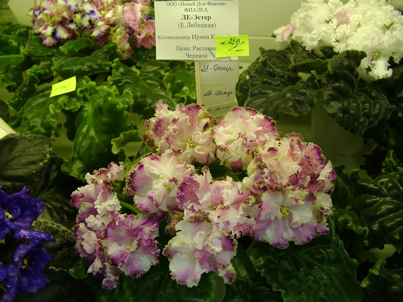 DSC02914.JPG