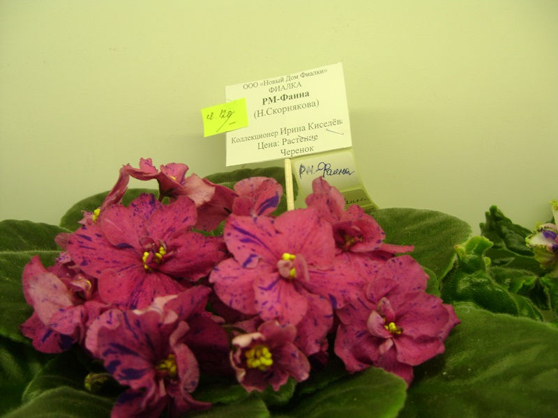 DSC02916.JPG