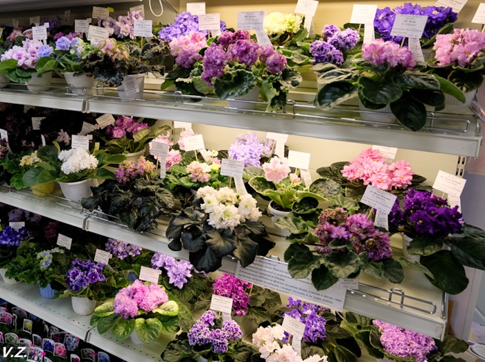 DSCF9510.jpg