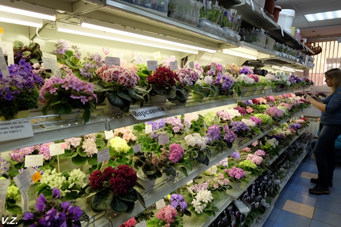 DSCF9655.jpg