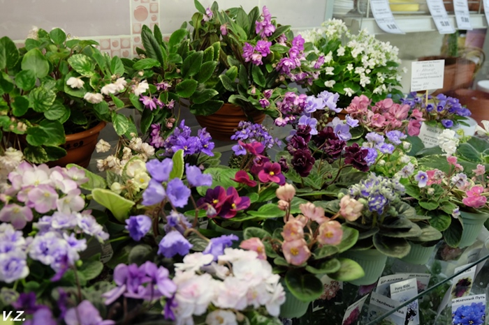 DSCF9743.jpg