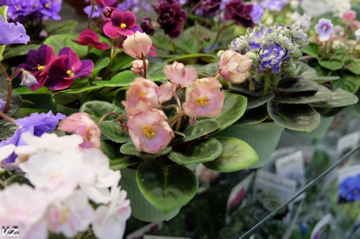 DSCF9745.jpg