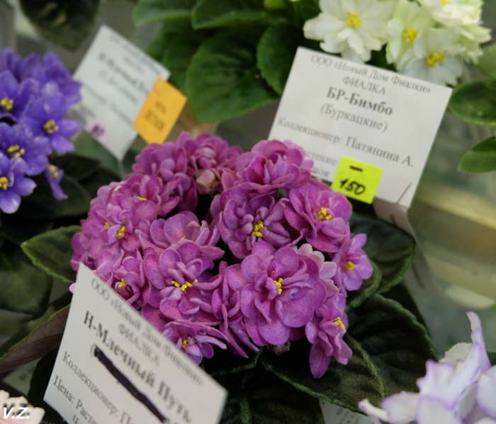 DSCF9733.jpg