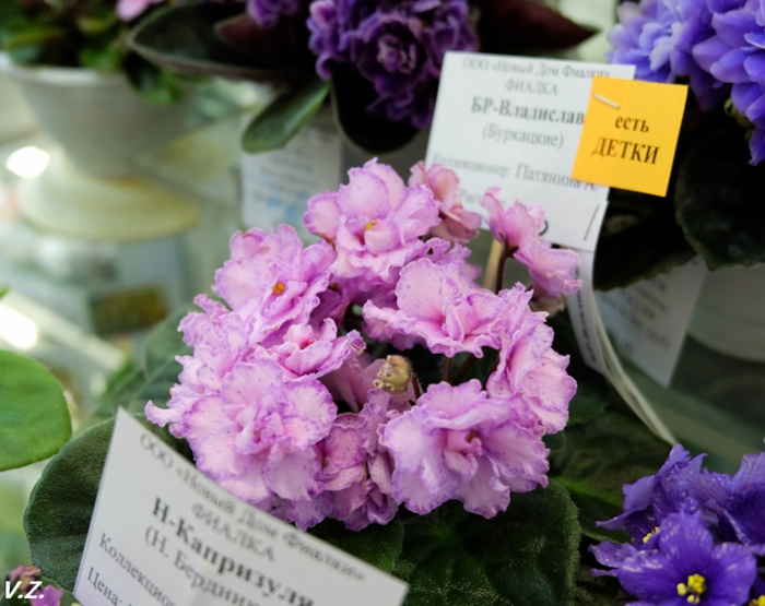 DSCF9735.jpg