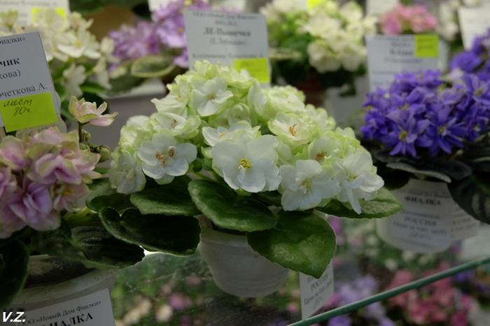 DSCF9742.jpg