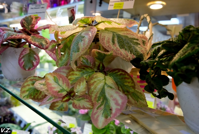 DSCF9756.jpg