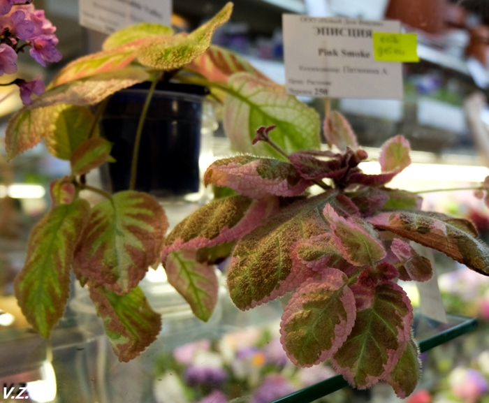 DSCF9761.jpg