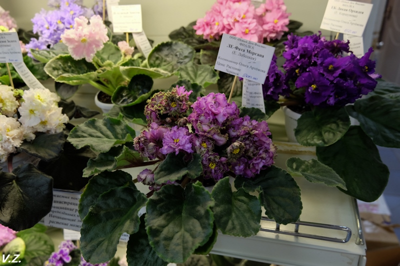 DSCF9508.jpg