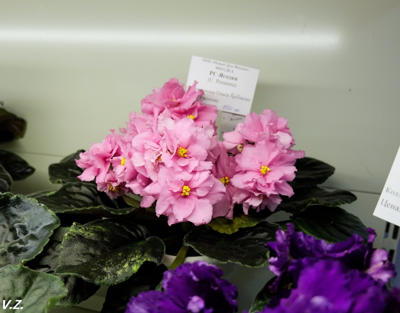 DSCF9509.jpg