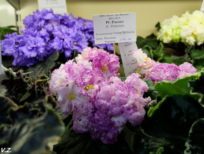 DSCF9523.jpg