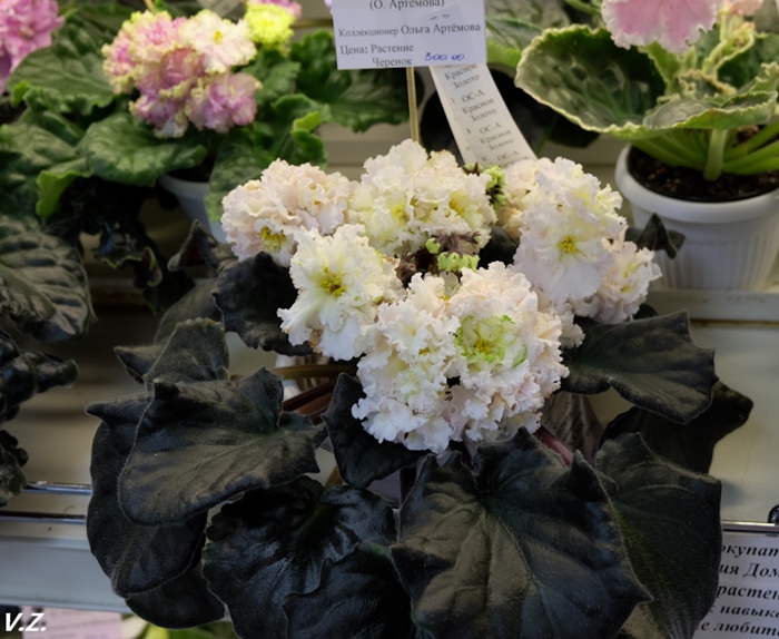 DSCF9529.jpg