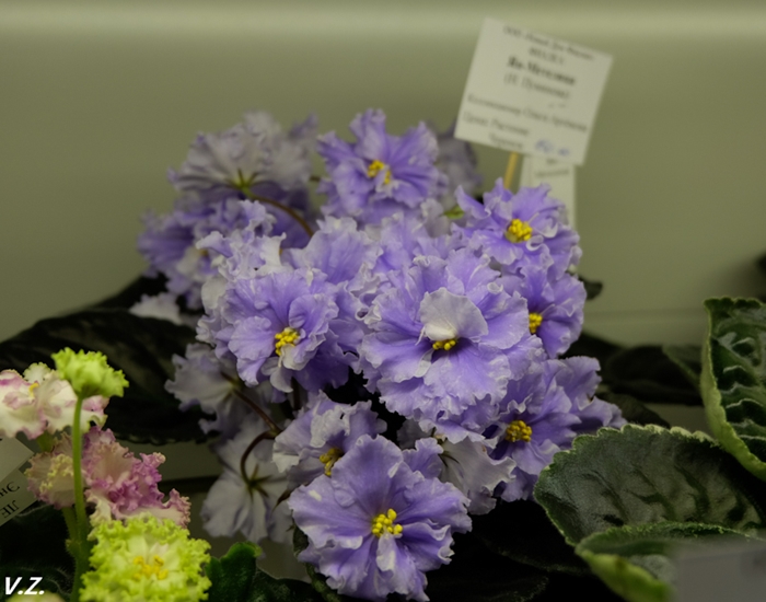 DSCF9531.jpg
