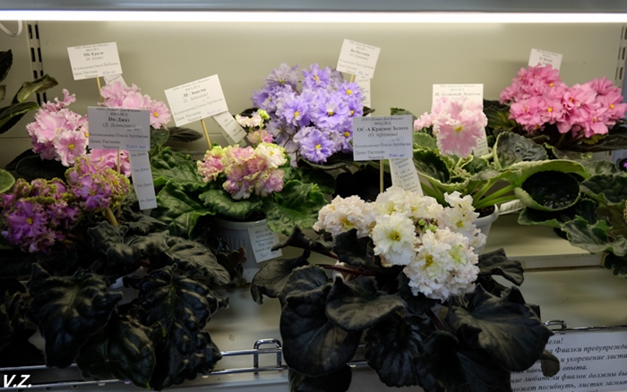 DSCF9532.jpg