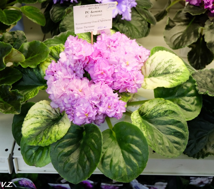 DSCF9534.jpg