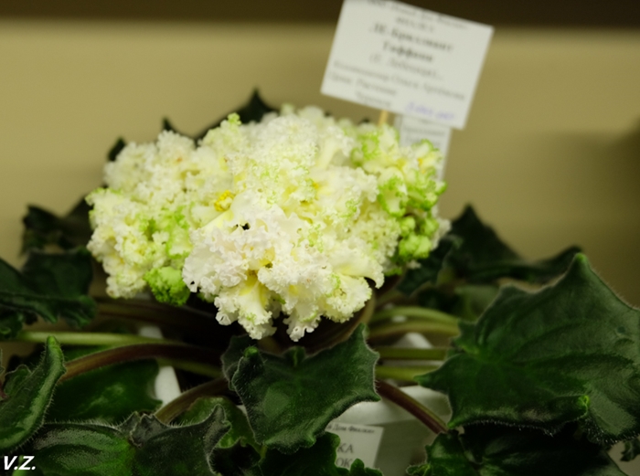 DSCF9538.jpg