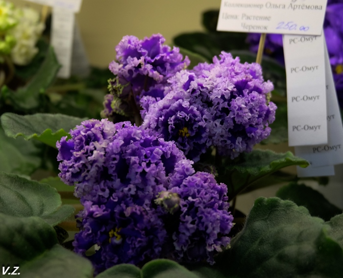 DSCF9542.jpg
