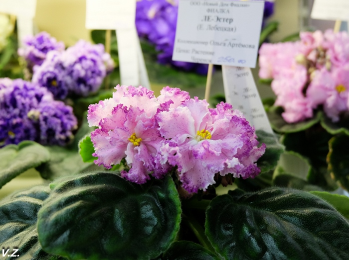 DSCF9543.jpg