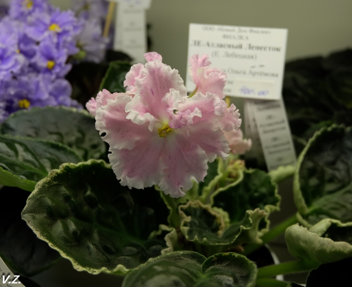 DSCF9546.jpg