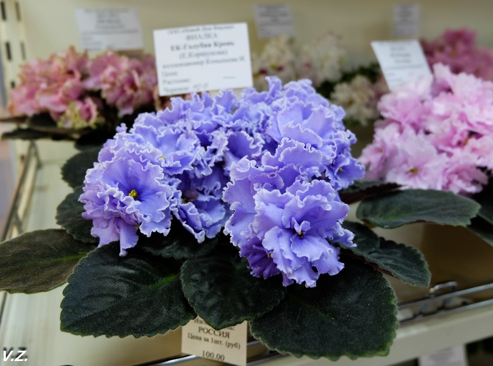 DSCF9607.jpg