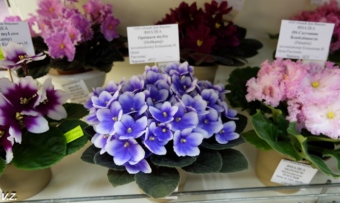 DSCF9609.jpg