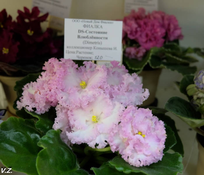 DSCF9719.jpg