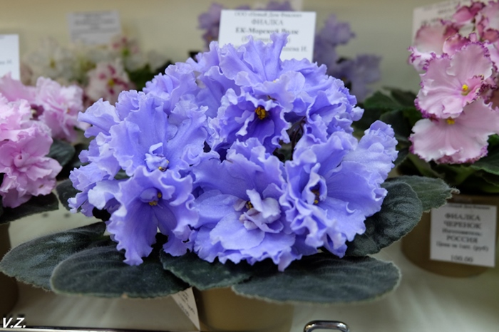 DSCF9717.jpg