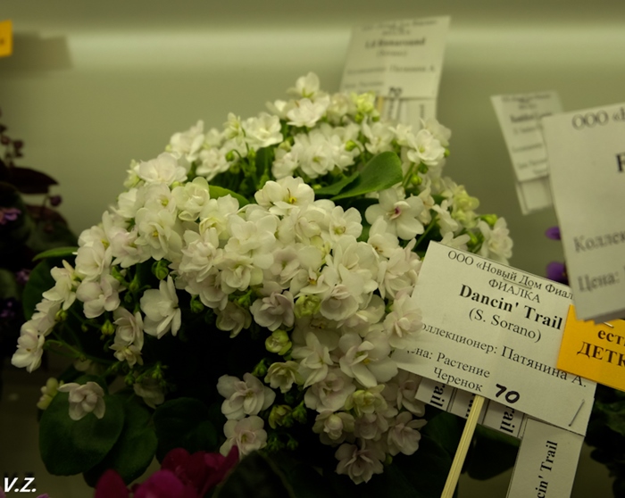 DSCF9629.jpg