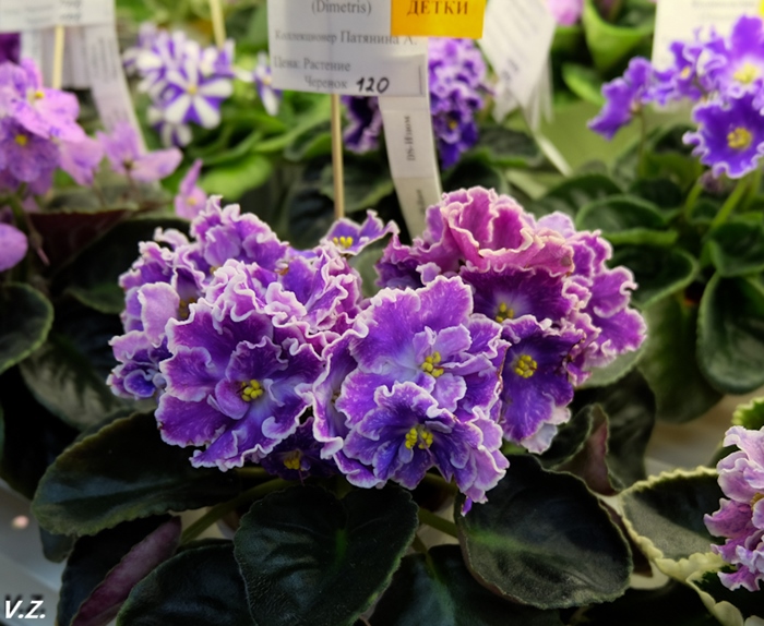 DSCF9630.jpg